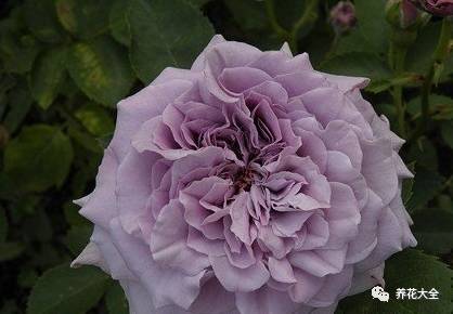 最美的十款月季品种推荐 (十种绝美的月季)