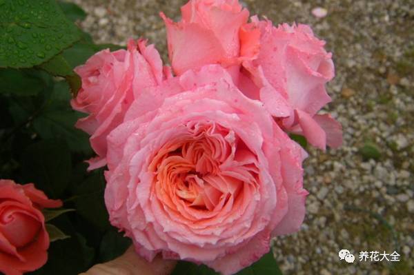 最美的十款月季品种推荐 (十种绝美的月季)