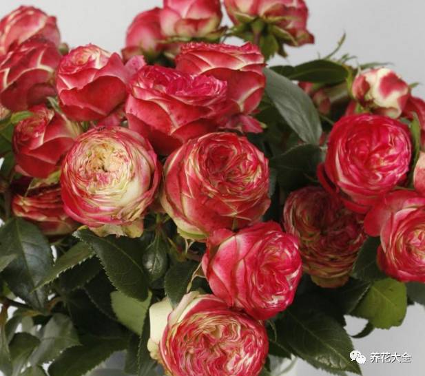 最美的十款月季品种推荐 (十种绝美的月季)