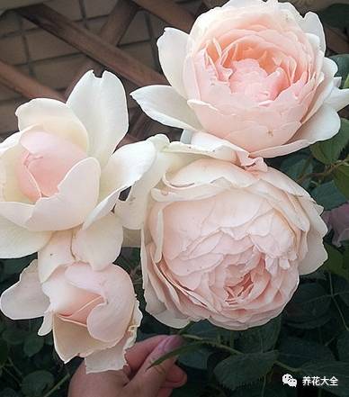 最美的十款月季品种推荐 (十种绝美的月季)