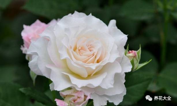 最美的十款月季品种推荐 (十种绝美的月季)