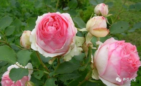 最美的十款月季品种推荐 (十种绝美的月季)