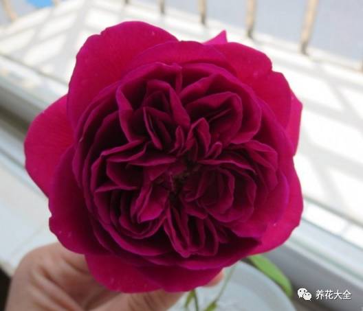 最美的十款月季品种推荐 (十种绝美的月季)