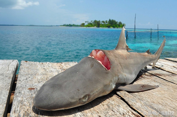 禁止吃鱼翅！告诉你9个关于鲨鱼翅贸易的真相