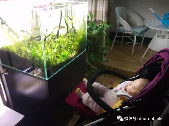 入多肉坑那些年踩过的误区,自从入了多肉坑