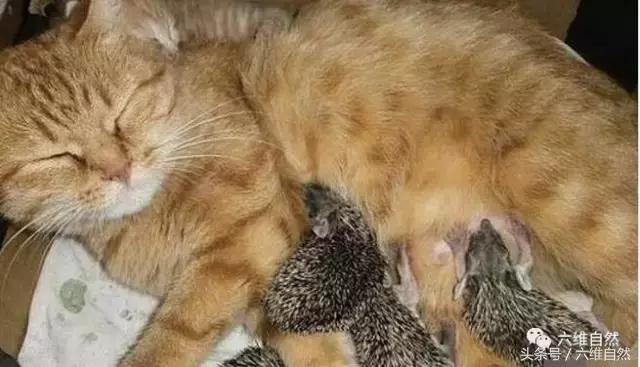 黄猫爱心爆棚,竟将小刺猬和小猫一起供养