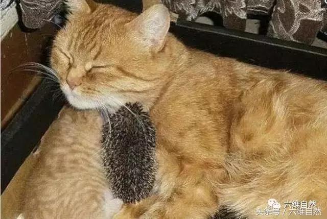 黄猫爱心爆棚,竟将小刺猬和小猫一起供养