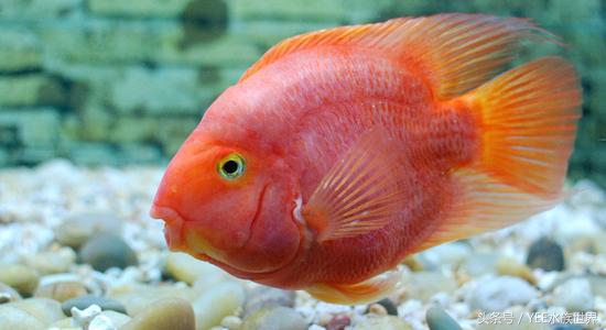 中草药防治鱼病效果好的有哪些,常用药治鱼病