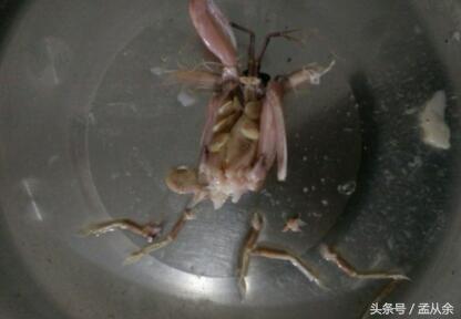 煮几分钟的爬虾最好剥,剥爬虾的正确方法视频