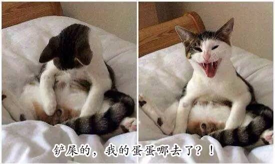 母荷兰猪可以做绝育手术吗,两只不同的荷兰猪可以绝育吗