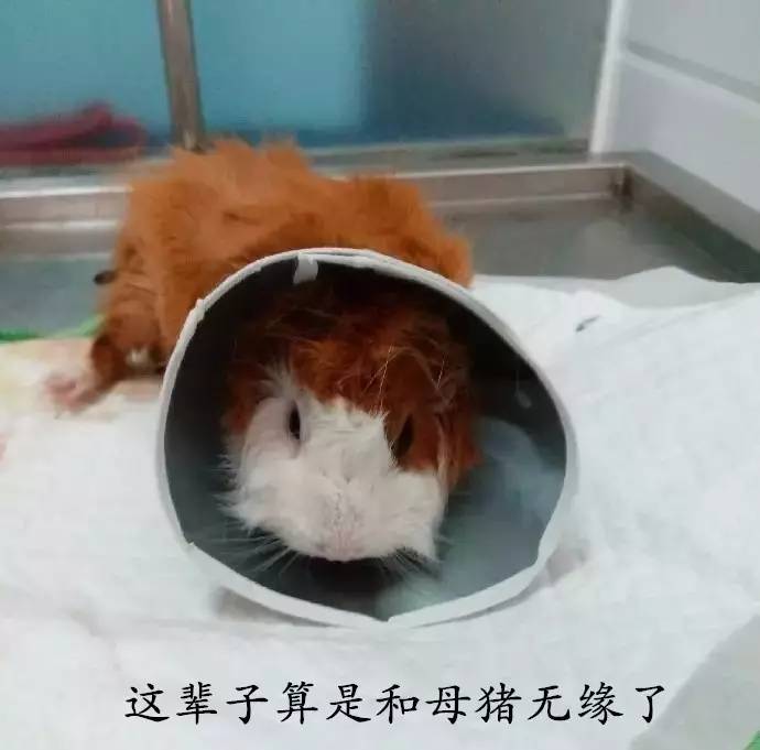 母荷兰猪可以做绝育手术吗,两只不同的荷兰猪可以绝育吗