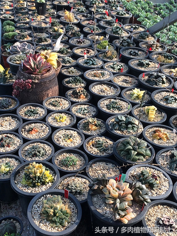 中日韩vs亚洲其他国家,中日韩比拼