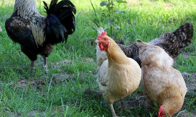 土鸡养了两年才三四斤,土鸡散养好养吗