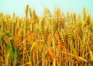 浅谈军粮一(纯干货)