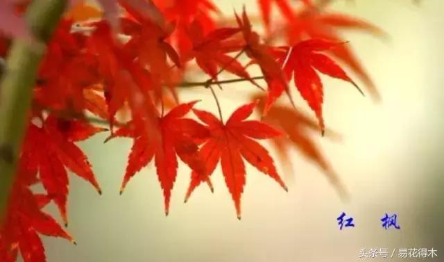 唐枫鸡爪槭红枫三角枫区别,鸡爪槭和红枫还有三角枫