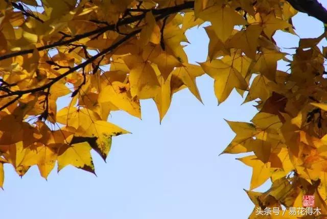 唐枫鸡爪槭红枫三角枫区别,鸡爪槭和红枫还有三角枫