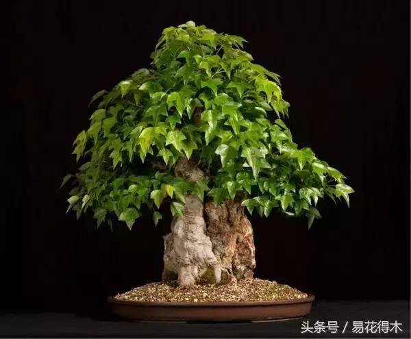 唐枫鸡爪槭红枫三角枫区别,鸡爪槭和红枫还有三角枫