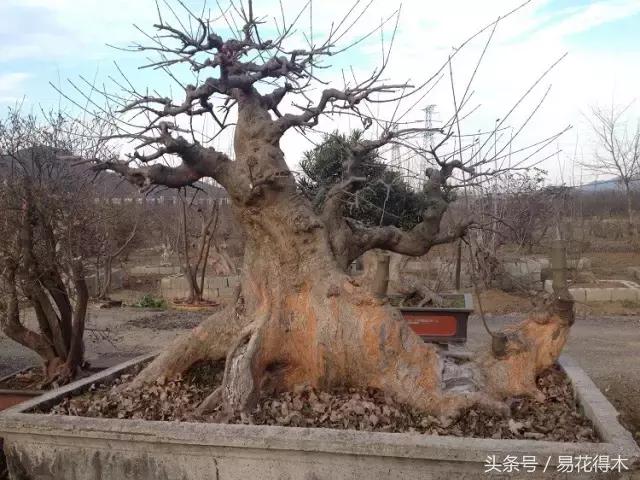 唐枫鸡爪槭红枫三角枫区别,鸡爪槭和红枫还有三角枫