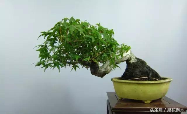 唐枫鸡爪槭红枫三角枫区别,鸡爪槭和红枫还有三角枫