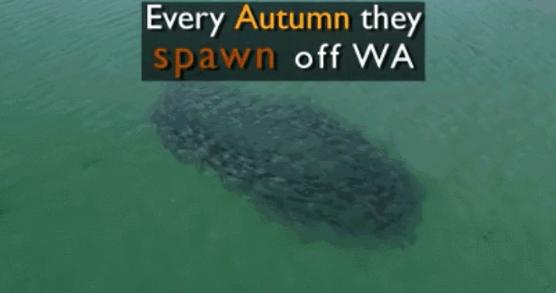 澳洲三文鱼泛滥原因,澳洲三文鱼泛滥没人吃