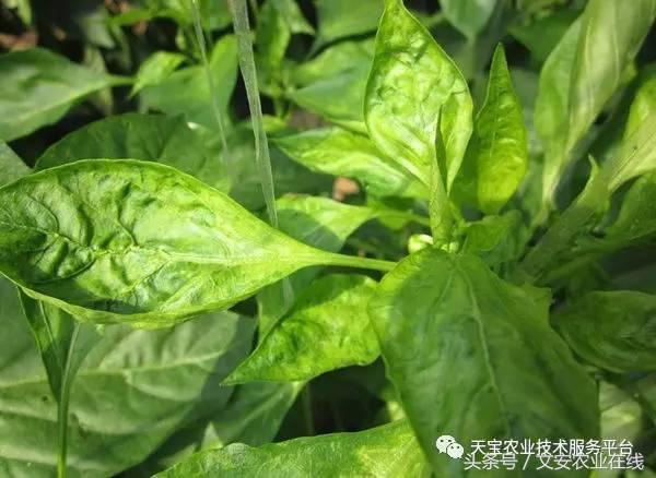 防治大豆病毒病的药剂有哪些,最新病毒病防治药剂