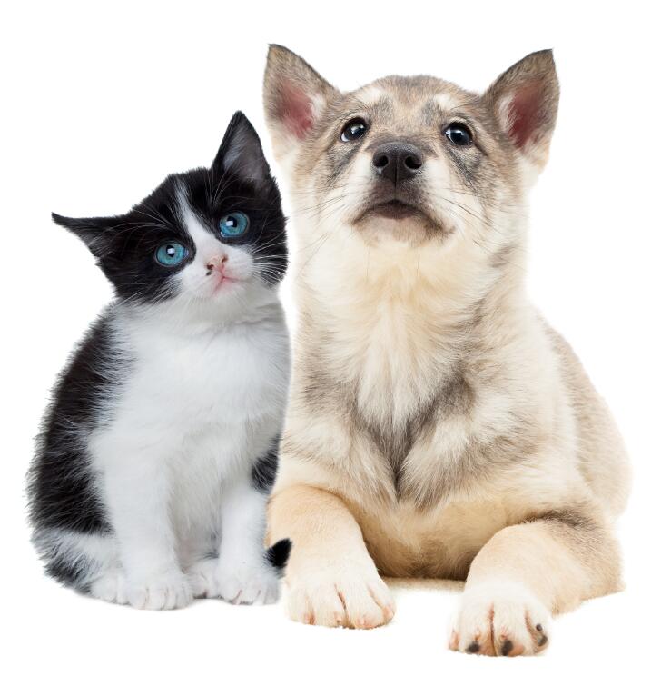 侯加法教授讲座,侯加法教授相关视频