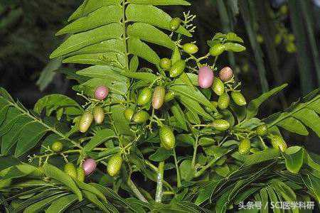 科研新发现:吃肉桂可以提高人的学习能力