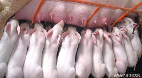 母猪脱肛产后处理视频,哺乳母猪掉膘严重怎么办