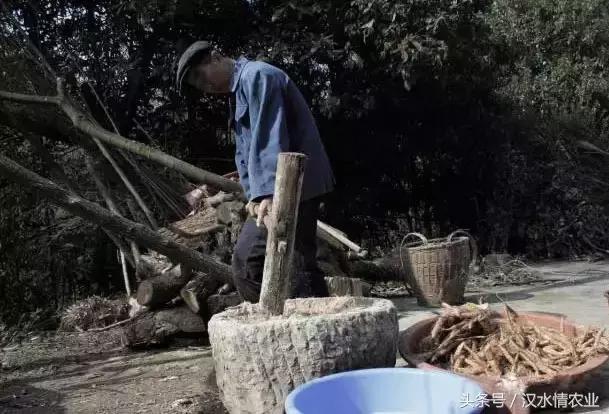 天然的血管支架,被称为血管天然支架的药材是