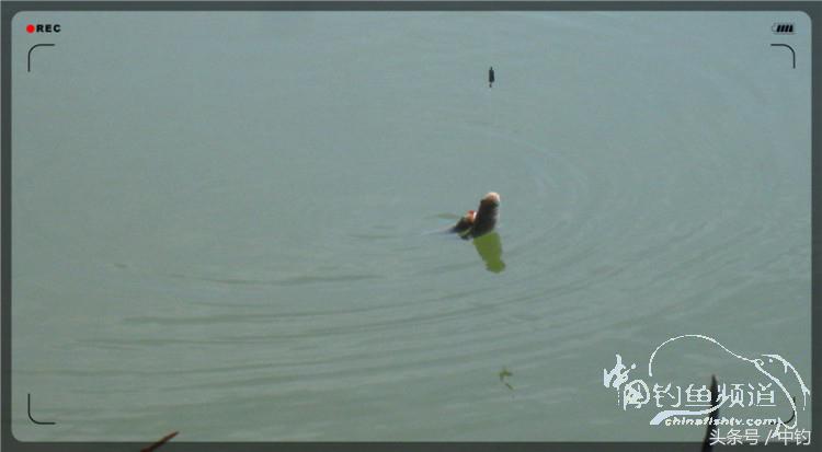 放流才有路亚的乐趣,放流能让资源更丰富