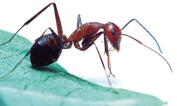 蚊子皮肤细菌感染溃烂,蚊虫叮咬可以拍吗