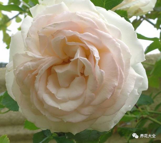 最美的十款月季品种推荐 (十种绝美的月季)