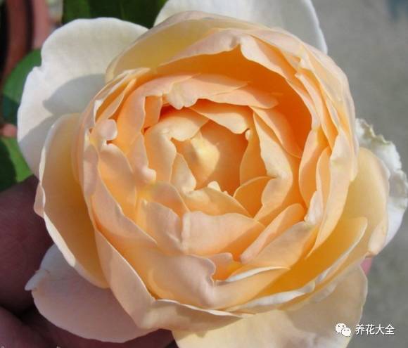 最美的十款月季品种推荐 (十种绝美的月季)