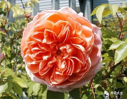 最美的十款月季品种推荐 (十种绝美的月季)