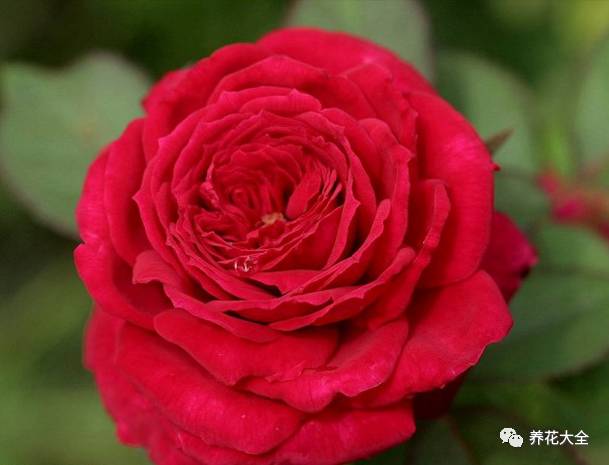 最美的十款月季品种推荐 (十种绝美的月季)