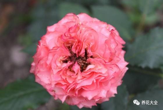 最美的十款月季品种推荐 (十种绝美的月季)