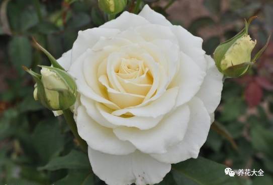 最美的十款月季品种推荐 (十种绝美的月季)