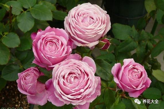 最美的十款月季品种推荐 (十种绝美的月季)