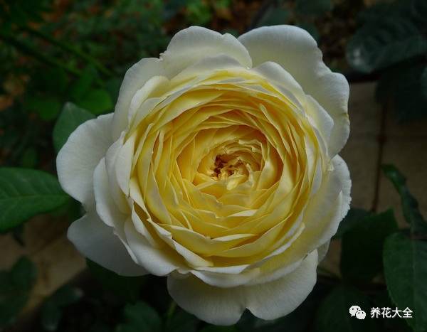 最美的十款月季品种推荐 (十种绝美的月季)