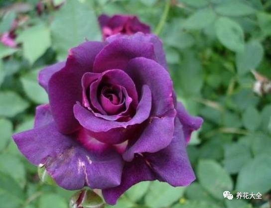 最美的十款月季品种推荐 (十种绝美的月季)