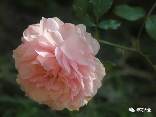 最美的十款月季品种推荐 (十种绝美的月季)