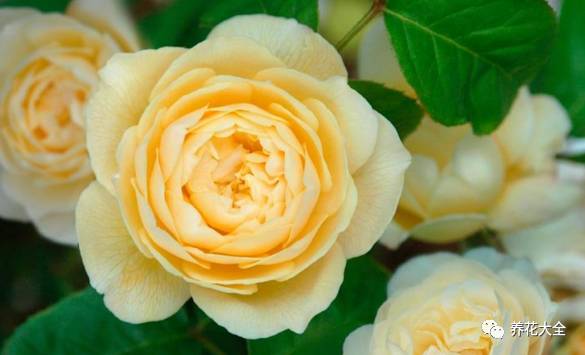 最美的十款月季品种推荐 (十种绝美的月季)