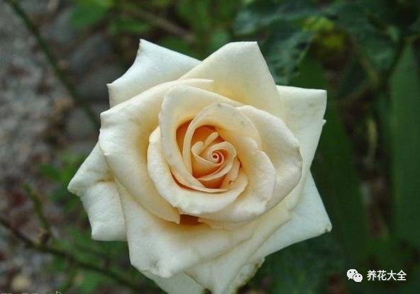 最美的十款月季品种推荐 (十种绝美的月季)