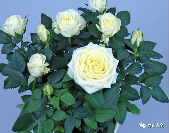 最美的十款月季品种推荐 (十种绝美的月季)