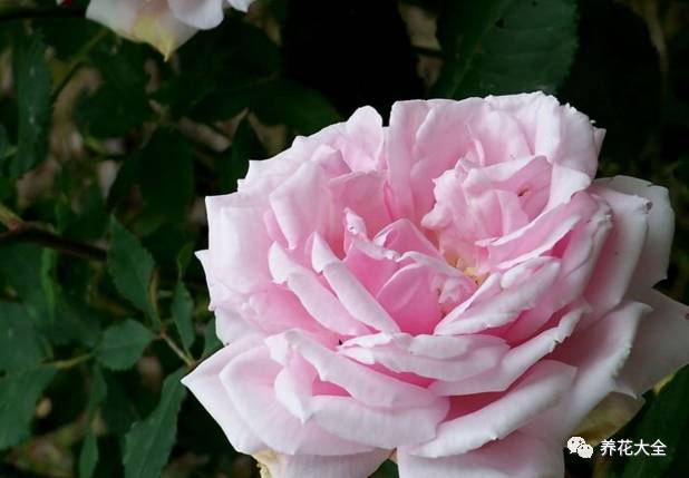 最美的十款月季品种推荐 (十种绝美的月季)