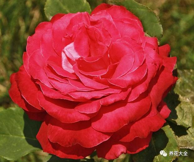 最美的十款月季品种推荐 (十种绝美的月季)