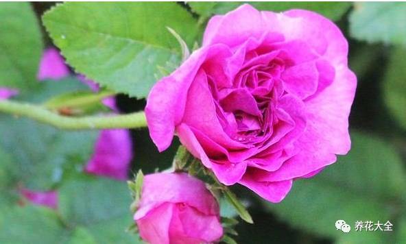 最美的十款月季品种推荐 (十种绝美的月季)