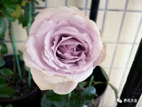 最美的十款月季品种推荐 (十种绝美的月季)