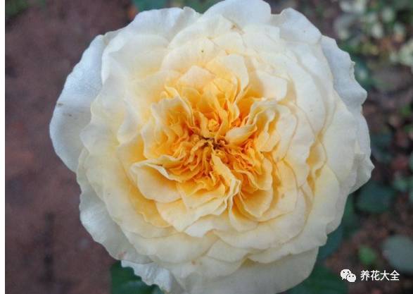 最美的十款月季品种推荐 (十种绝美的月季)