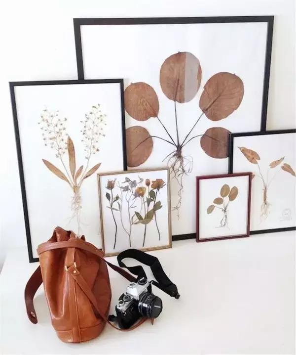 植物标本挂在墙上好看 (植物标本挂墙上)